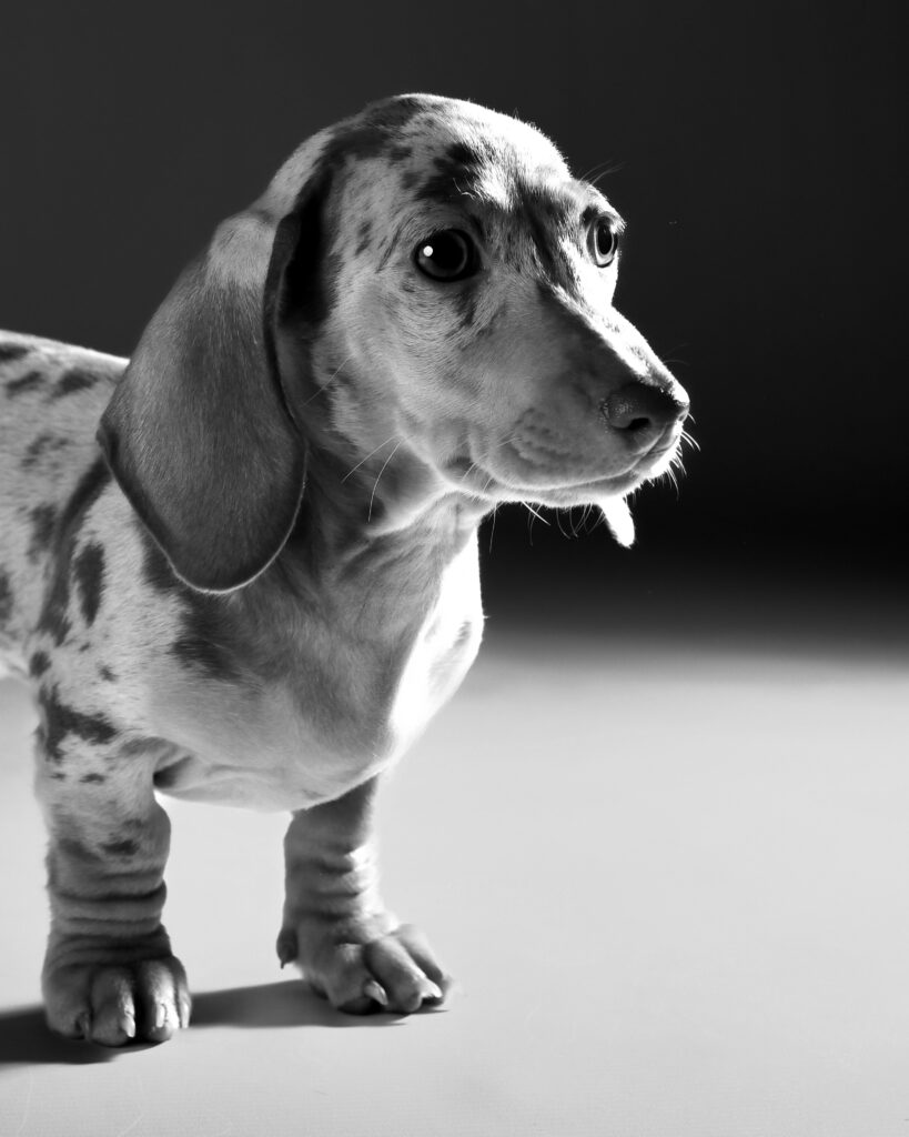 Lou – rustig moment fine art hondenfotografie in zwart-wit door Greycard
