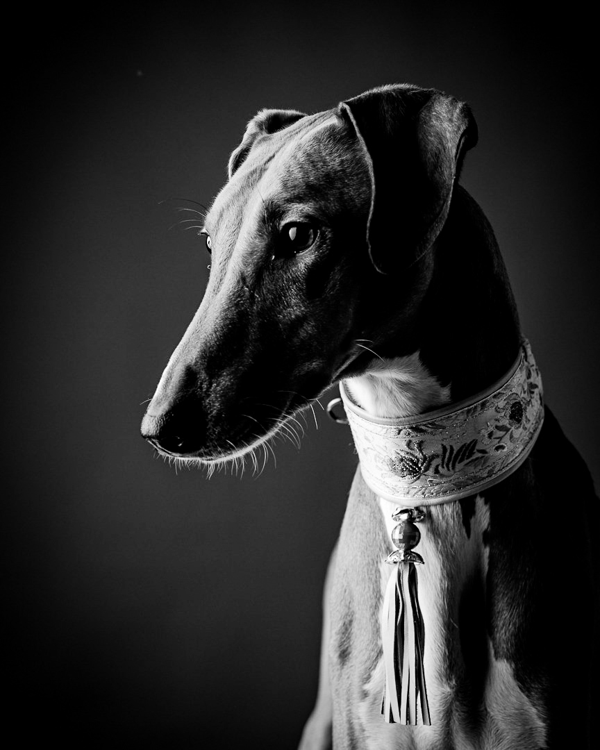 Fine art black and white dog portrait of an Azawakh by Greycard Photography