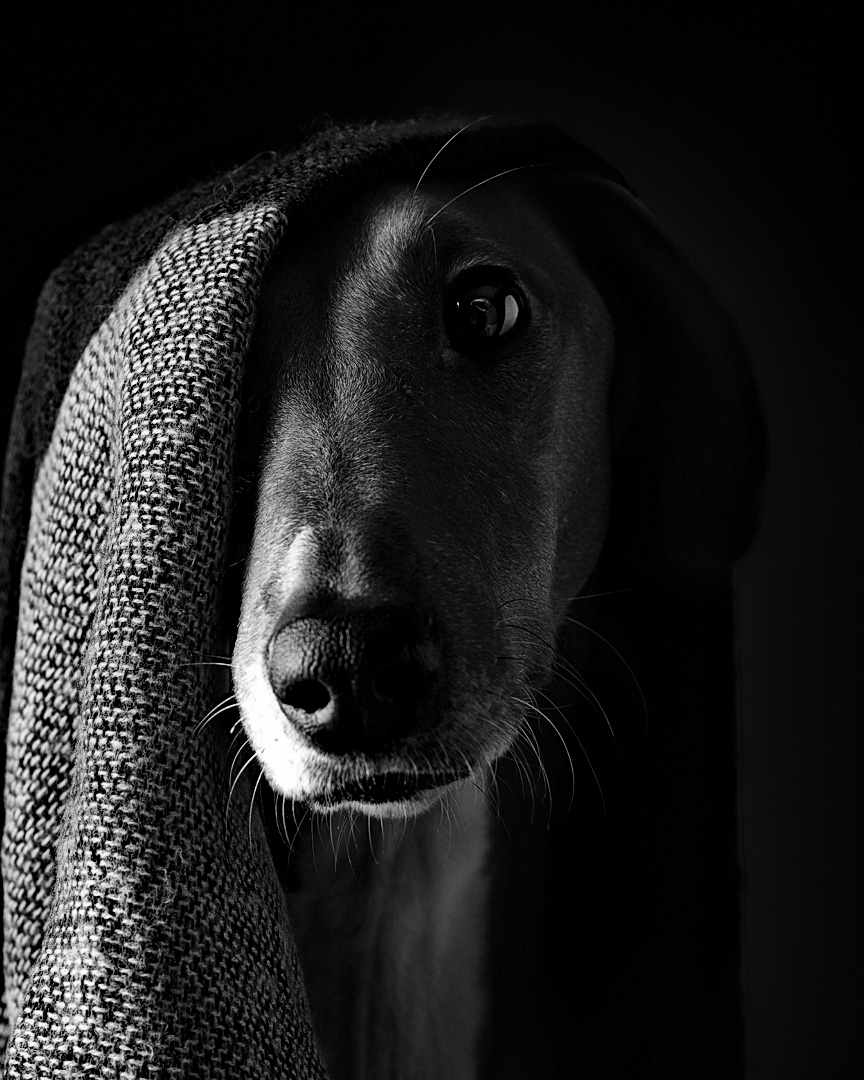 Fine art black and white dog portrait of an Azawakh by Greycard Photography