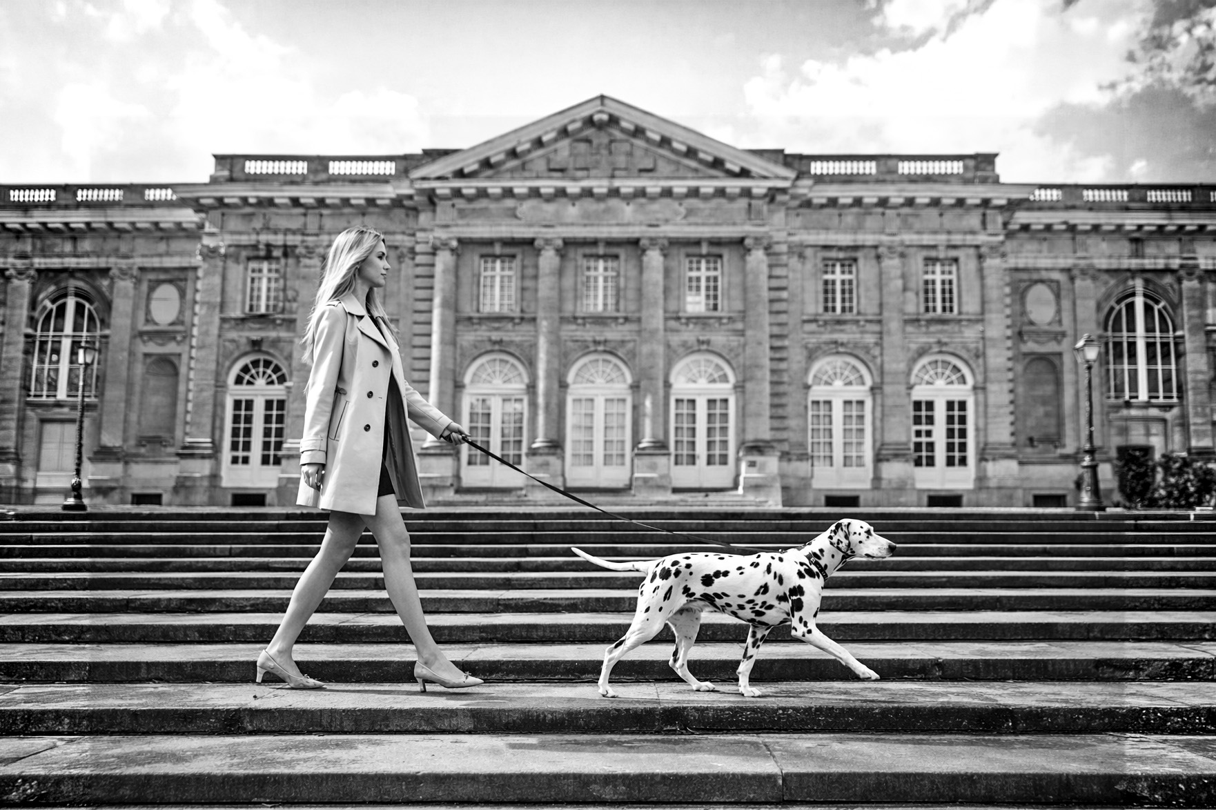 Fine art black and white portrait of a Dalmatian dog by Greycard Photography
