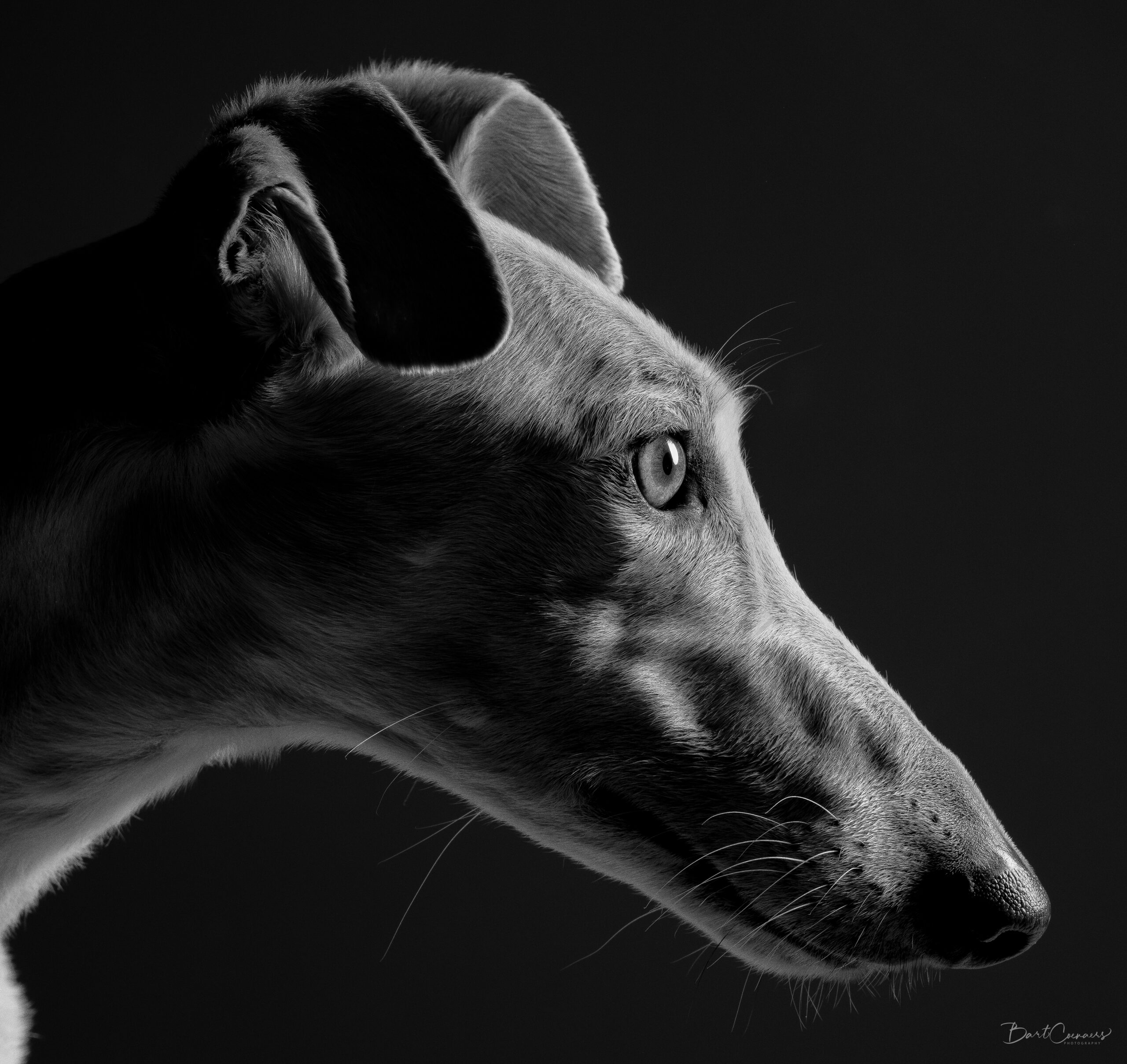 Fine art black and white portrait of a Galgo by Greycard Photography