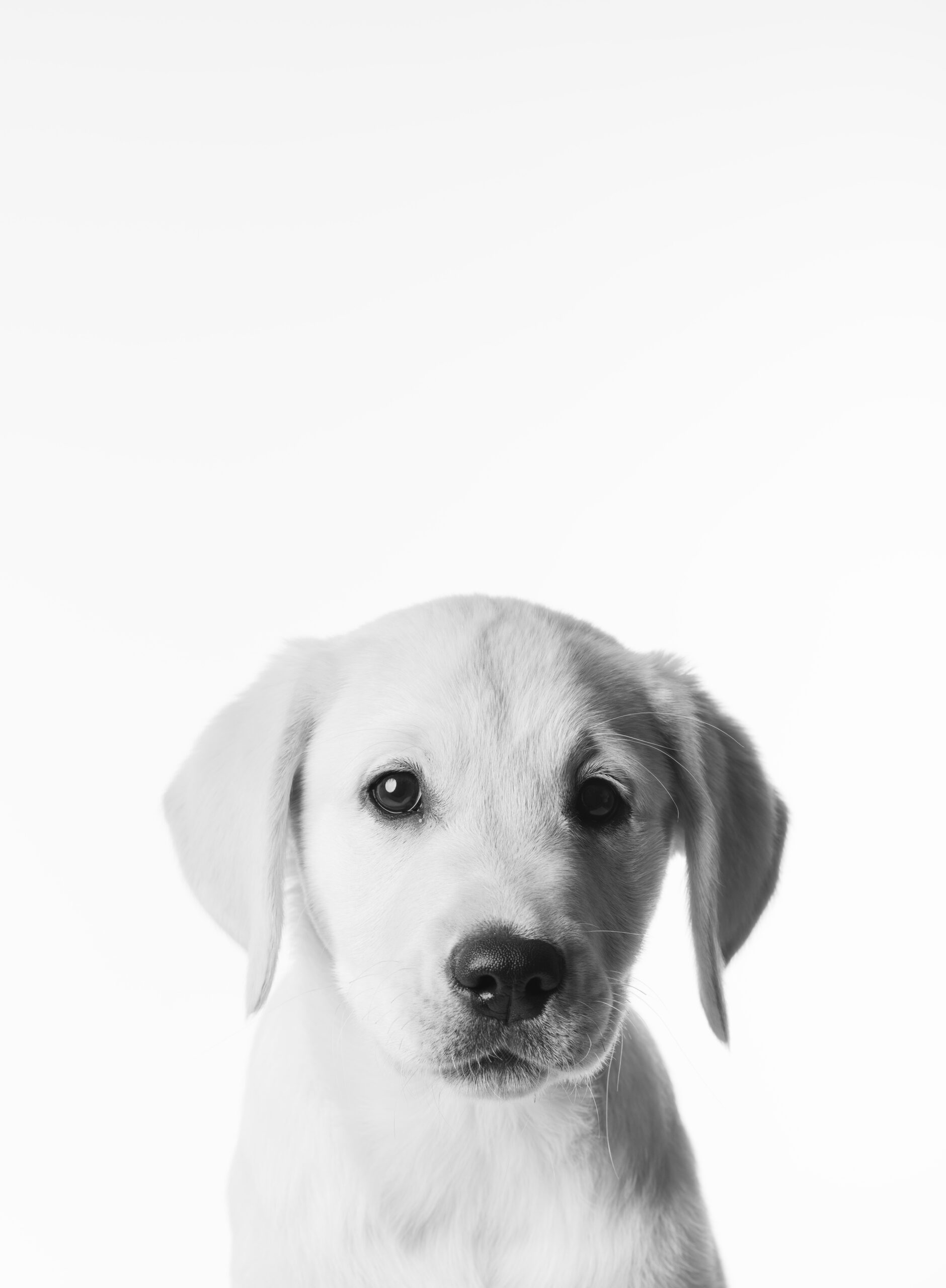 Fine art black and white studio portrait of Wilson by Greycard Photography