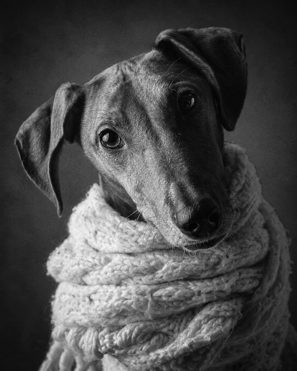 Fine art black and white monochrome study, Winter is Coming, by Greycard Photography