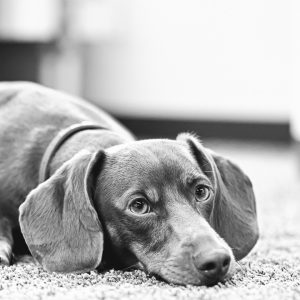 Fine art black and white portrait of Charly by Greycard Photography