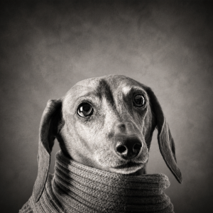 Fine art black and white dog portrait of Doggie by Greycard Photography
