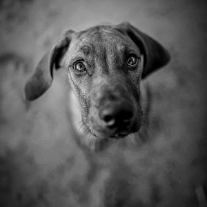 Fine art black and white portrait of Fred by Greycard Photography