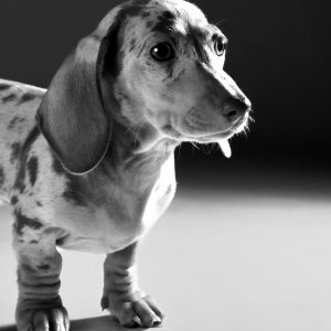 Fine art black and white portrait of Lou by Greycard Photography