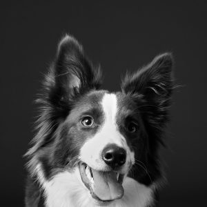 Fine art black and white studio portrait of Nessie by Greycard Photography