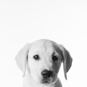 Fine art black and white studio portrait of Wilson by Greycard Photography